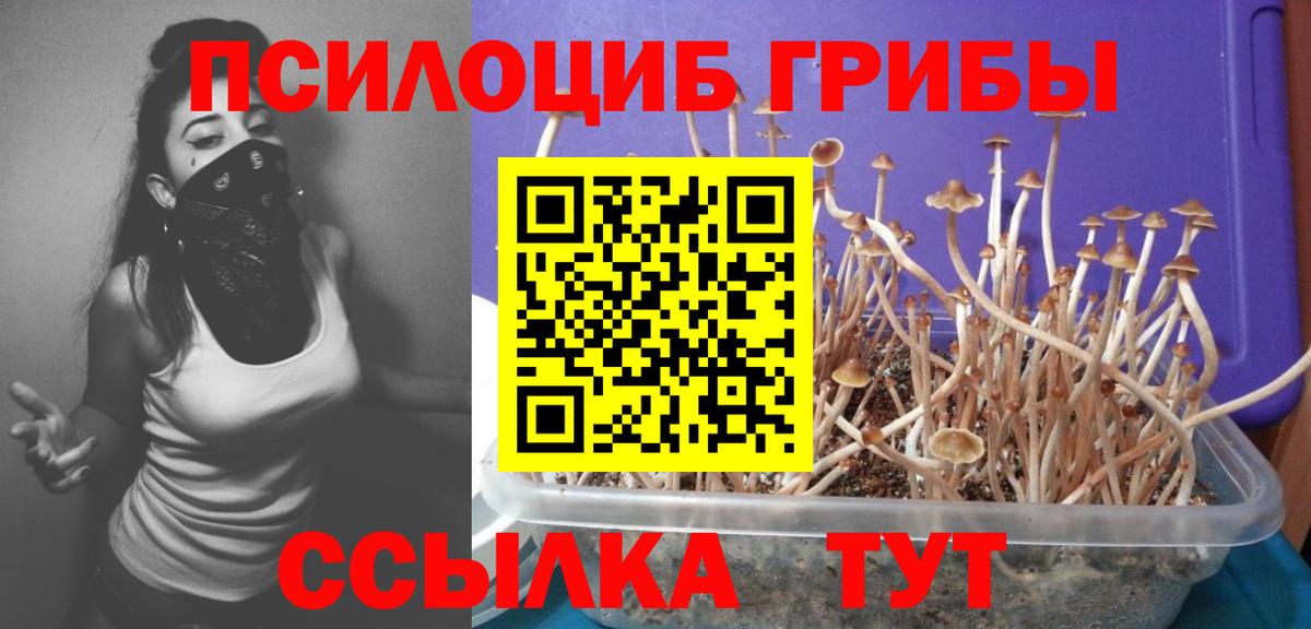 Псилоцибиновые грибы GOLDEN TEACHER  наркота  Белгород  Вход с VPN 