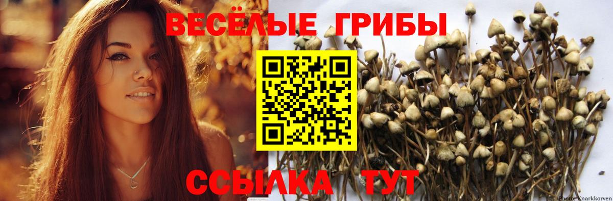 Псилоцибиновые грибы Cubensis Белгород